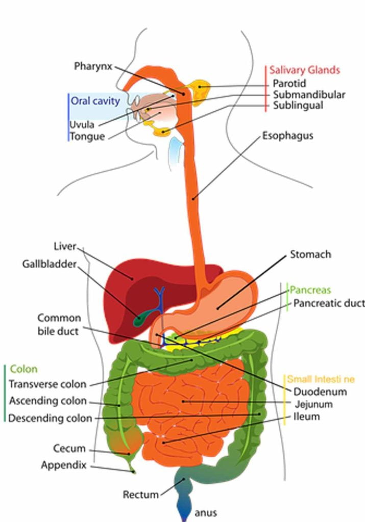 what-should-occur-after-gallbladder-eradication-questiontank