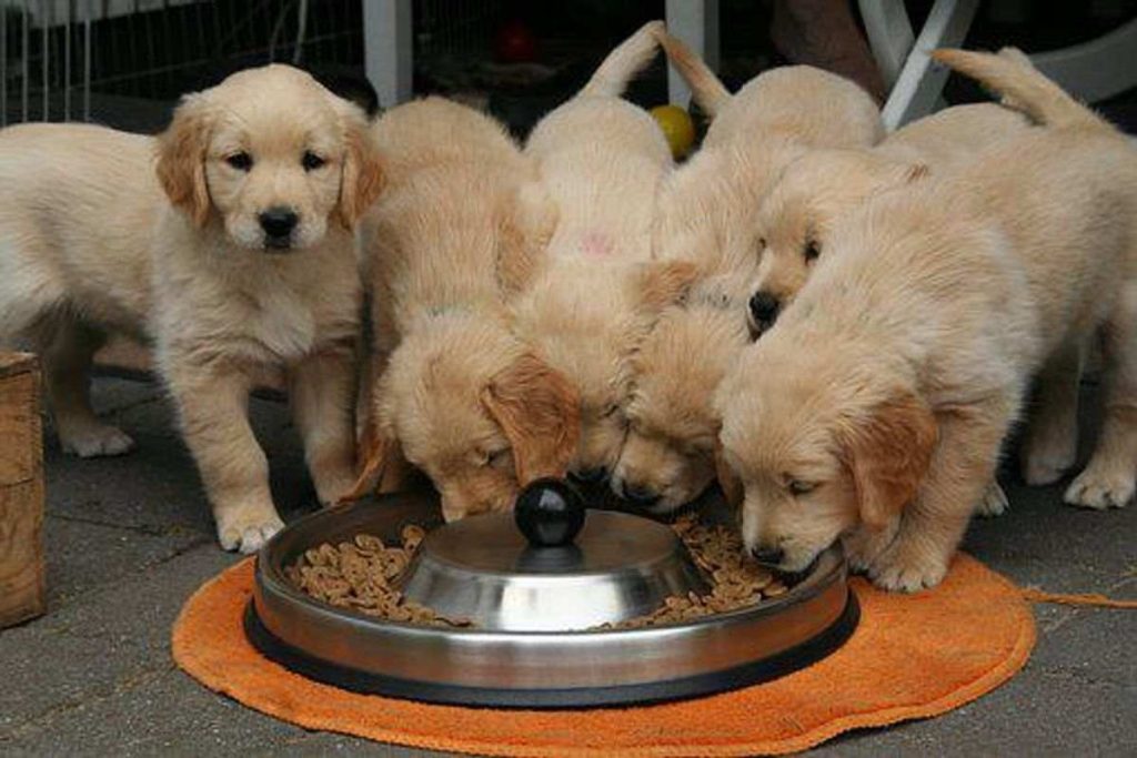 What Dogs Need to Eat