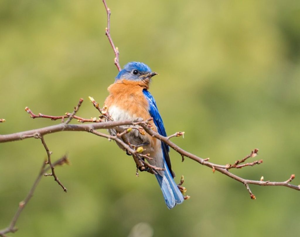 How to Photograph Birds