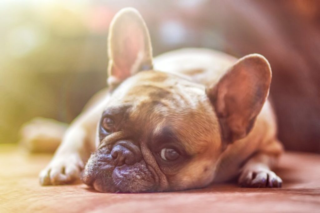 dog names with meaning
