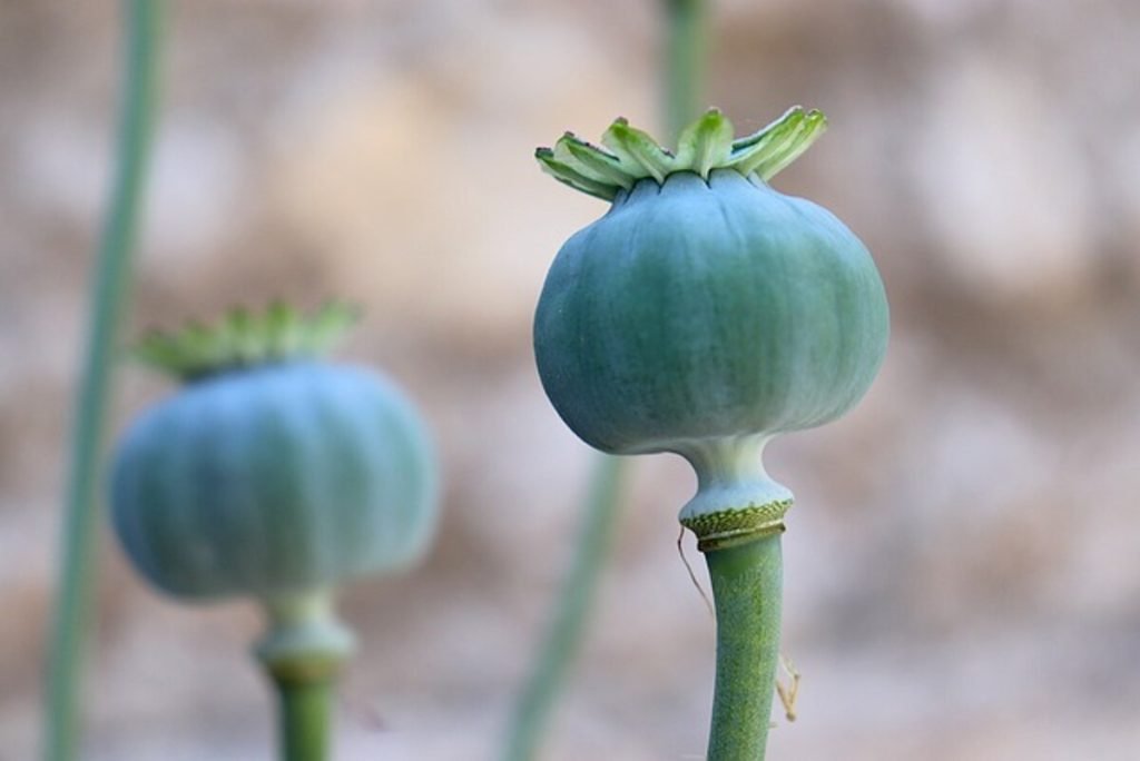 Dry poppy pods