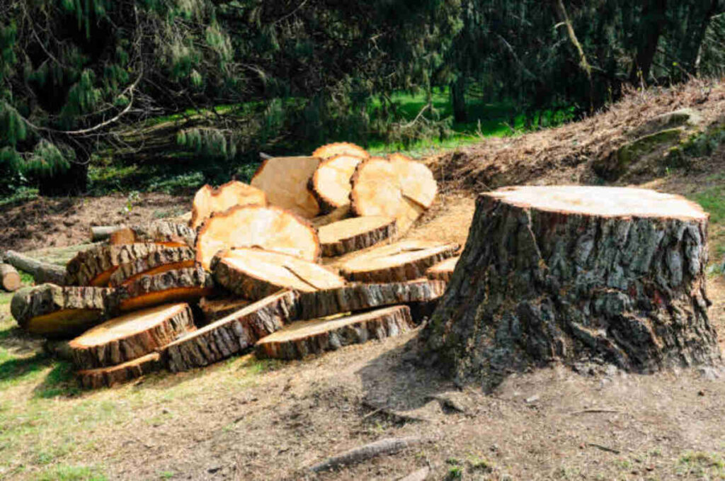 tree removal saratoga ca