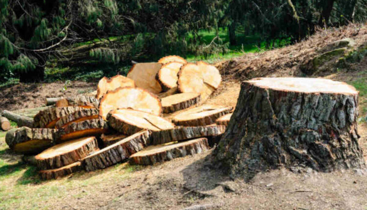 tree removal saratoga ca