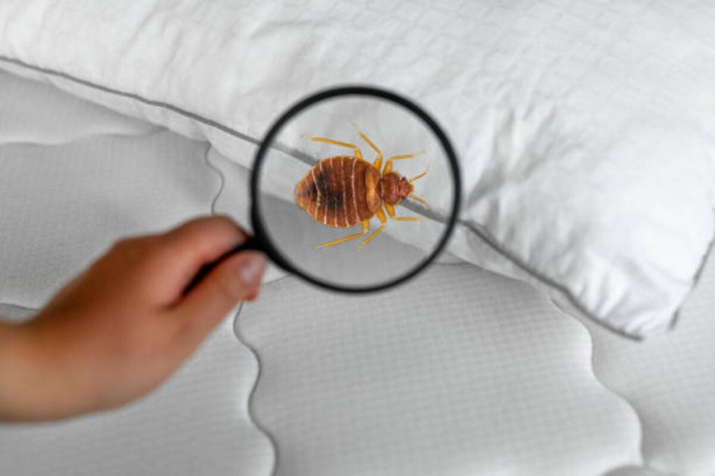 Whittier Pest Control