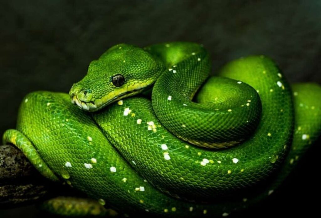 The Fascinating Life of Eastern Indigo Snakes Awe-Inspiring