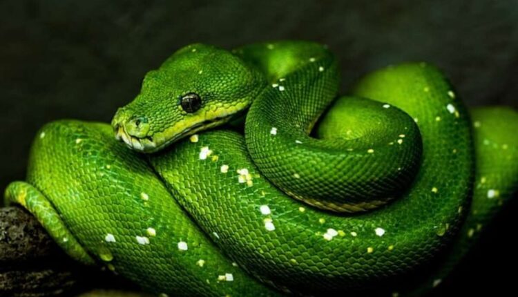 The Fascinating Life of Eastern Indigo Snakes Awe-Inspiring