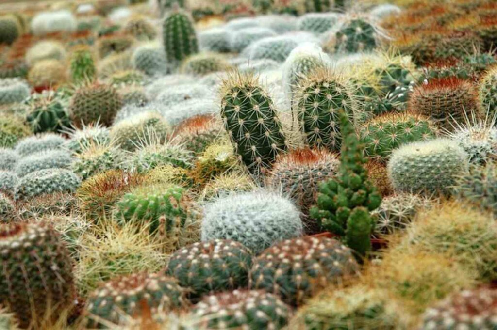 Where to Find Authentic Peyote Online