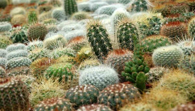 Where to Find Authentic Peyote Online